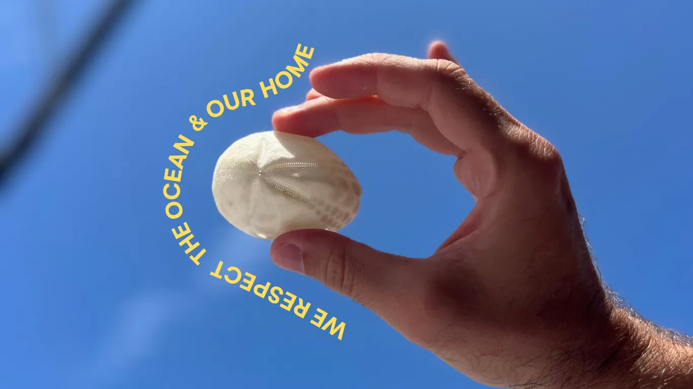 Cover image for GREEN SAIL X FYLY