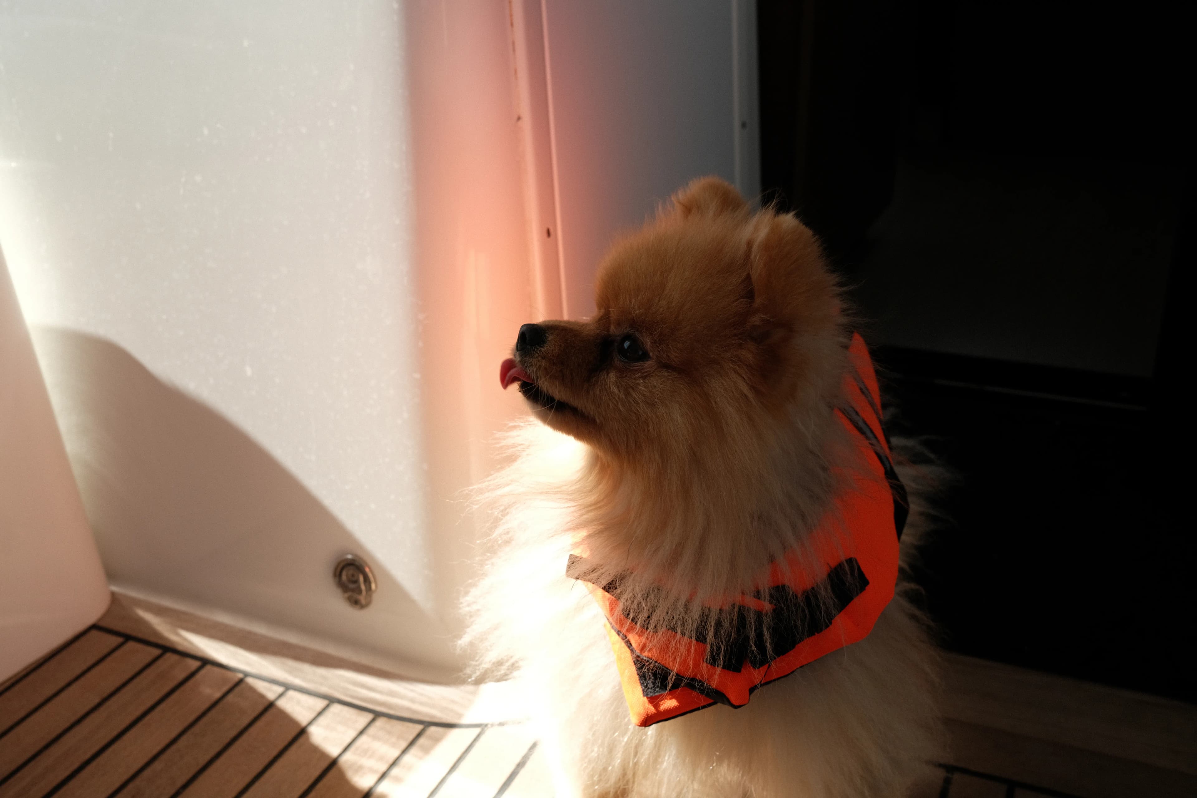 Alternate image for A Traveling With Pets Guide