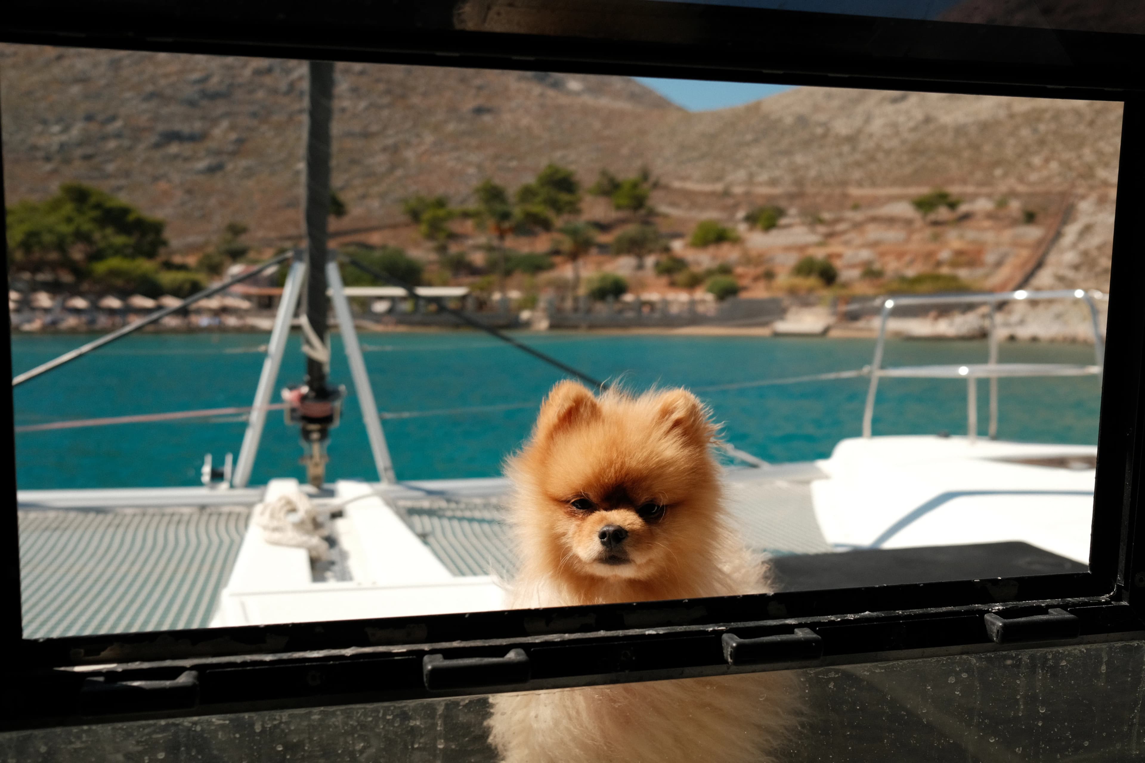 Cover image for A Traveling With Pets Guide